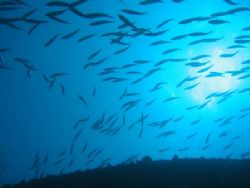 School of Yellow Jacks swimming above me at the wreck of ... by Duane Gabor 